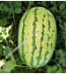 Watermelon F1 Iris Samrat (Icebox Segment) 50 grams